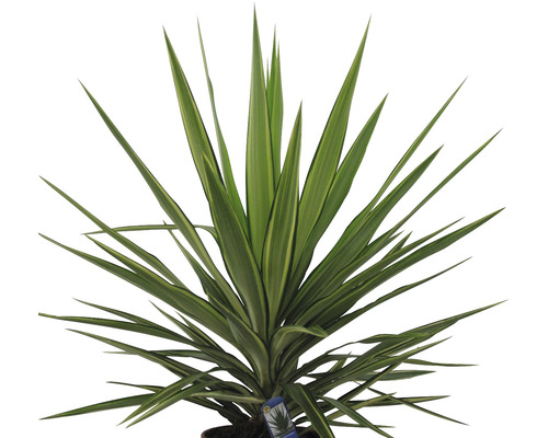 Yucca kamerplant met lange, spitse bladeren