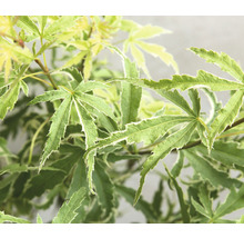 Close-up van Japanse esdoorn met groene bladeren