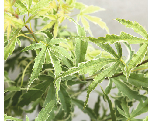 Close-up van Japanse esdoorn met groene bladeren