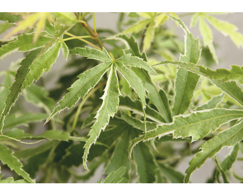 Bladeren van de esdoorn met gekartelde rand