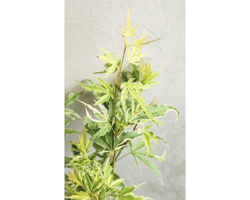 Japanse esdoorn met groen-witte bladeren