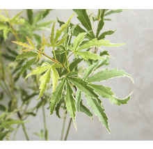 Close-up van een Japanse esdoorn met groen-witte bonte bladeren.