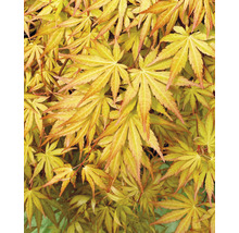Close-up van Japanse esdoorn met filigraan blad