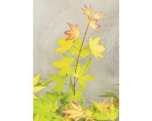 Japanse esdoorn met gele en rode bladeren