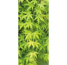 Close-up van een Japanse esdoorn met groen blad.