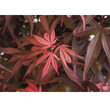Japanse Esdoorn Acer palmatum 'Shaina' H 50-60 cm
