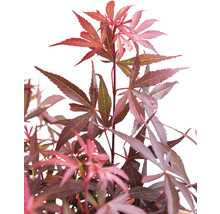 Japanse Esdoorn Acer palmatum 'Shaina' H 50-60 cm