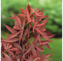 Japanse Esdoorn Acer palmatum 'Shaina' H 50-60 cm