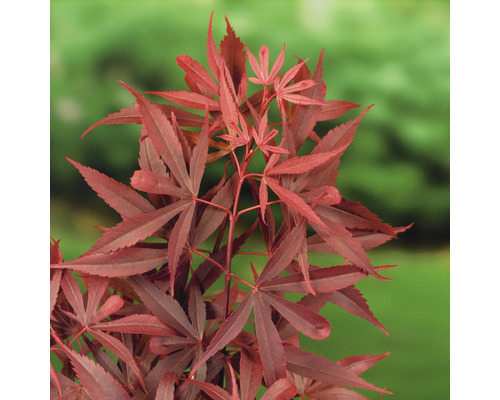 Japanse esdoorn met rood blad.