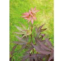 Japanse Esdoorn Acer palmatum 'Shaina' H 50-60 cm