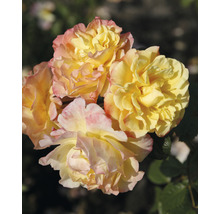 Close-up van gele rozenbloemen met roze accenten.