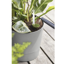 Een kamerplant water geven met een watermeter in een bloempot