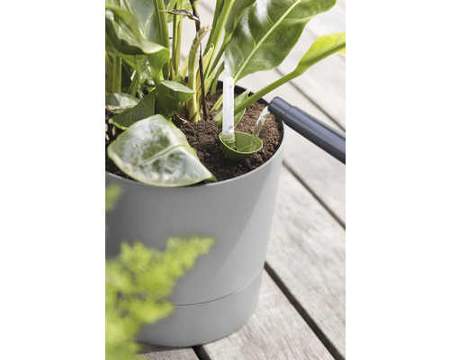 Een kamerplant water geven met een watermeter in een bloempot