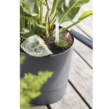 Kamerplant in een bloempot met waterniveau-indicator wordt bewaterd