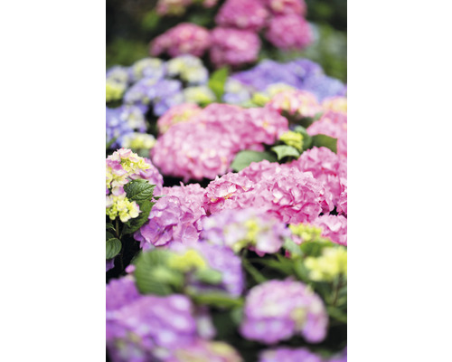 Close-up van roze, paarse en blauwe hortensiabloemen
