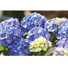 Hortensia Hydrangea macrophylla 'Diva fiore' ® Blau potmaat Ø 22 cm H 30-40 cm