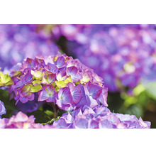Hortensia Hydrangea macrophylla 'Diva fiore' ® Lila potmaat Ø 22 cm H 30-40 cm