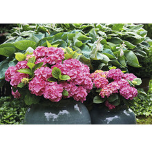 Hortensia Hydrangea macrophylla 'Diva fiore' ® Rosa potmaat Ø 22 cm H 30-40 cm