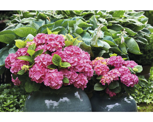 Twee hortensiaplanten met roze bloemen in potten in de tuin.