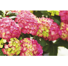 Hortensia Hydrangea macrophylla 'Diva fiore' ® Rosa potmaat Ø 22 cm H 30-40 cm