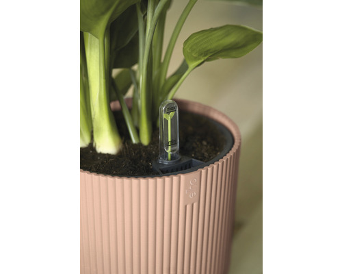 Plant in een pot met waterindicator