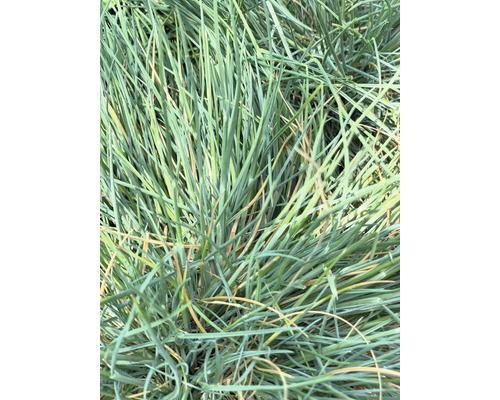 FLORASELF Schapengras Festuca glauca 'Cool As Ice' potmaat Ø 14 cm H 5-15 cm Close-up van blauw zwenkgras