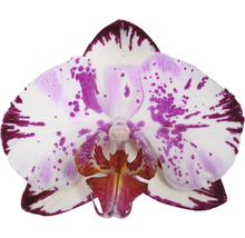 FLORASELF Orchidee Phalaenopsis Magic Art 2 Tak potmaat Ø 12 cm H 50-60 cm-thumb-1