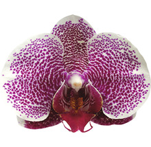 Close-up van een Phalaenopsis orchidee bloem