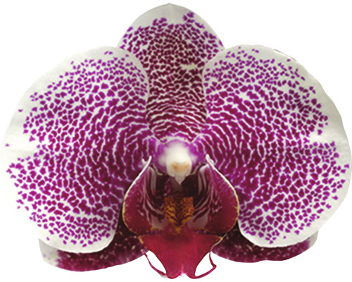 Close-up van een Phalaenopsis orchidee bloem