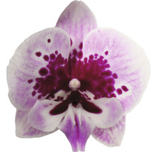 Close-up van een enkele orchideeën bloem met paarse accenten