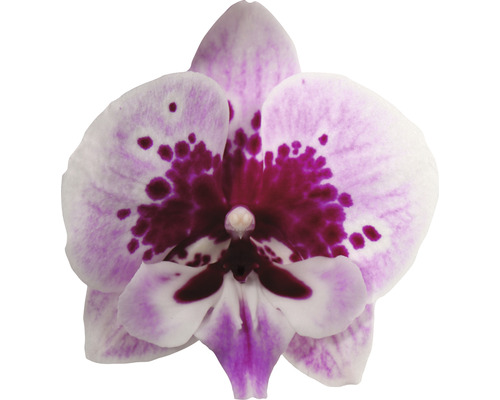 Close-up van een enkele orchideeën bloem met paarse accenten