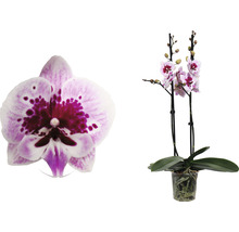 Orchidee in pot met gevlekte bloemen