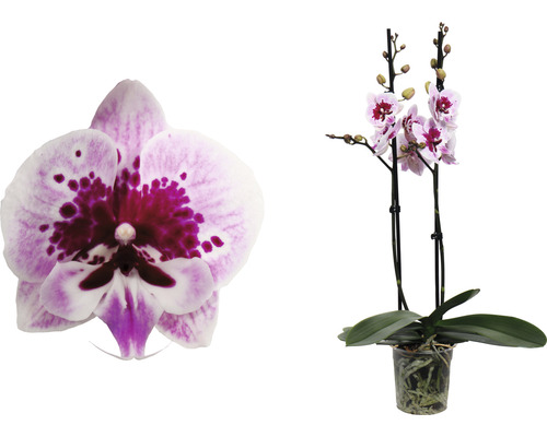 Orchidee in pot met gevlekte bloemen