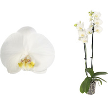 FLORASELF Orchidee Phalaenopsis Independence 2 Tak potmaat Ø 12 cm H 50-60 cm-thumb-1