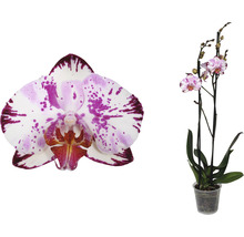 FLORASELF Orchidee Phalaenopsis Magic Art 2 Tak potmaat Ø 12 cm H 50-60 cm-thumb-2