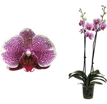 Phalaenopsis orchidee in pot
