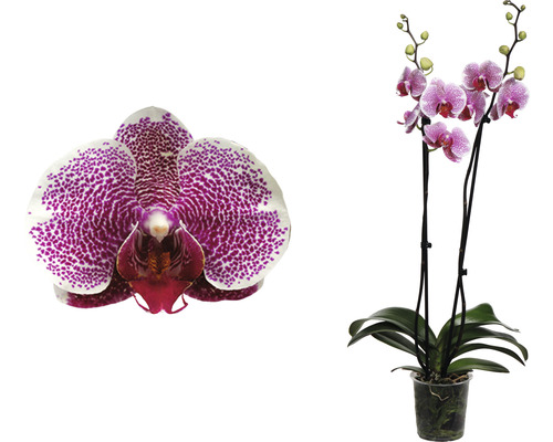Phalaenopsis orchidee in pot