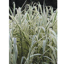 FLORASELF Reuzenriet Arundo donax 'Variegata' potmaat 6 liter H 30-100 cm