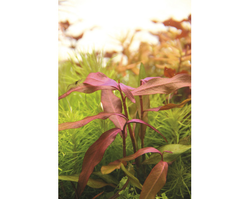Aquariumplant met rode bladeren