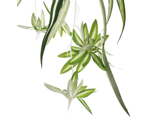 Graslelie met witgroene bladeren