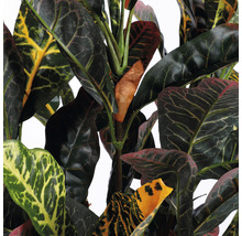 Kunstplant Croton in pot H 73 cm-thumb-3