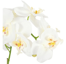 Close-up van een witte orchidee met gele accenten als decoratie