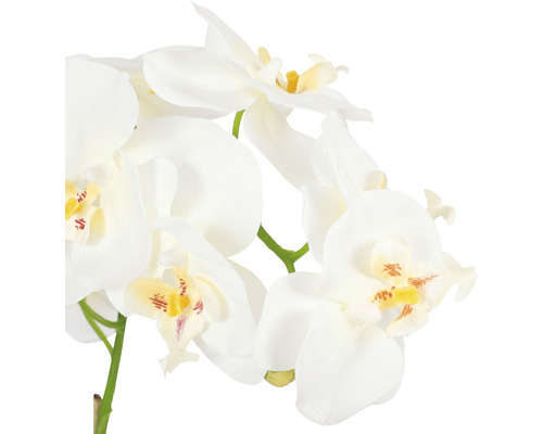 Close-up van een witte orchidee met gele accenten als decoratie