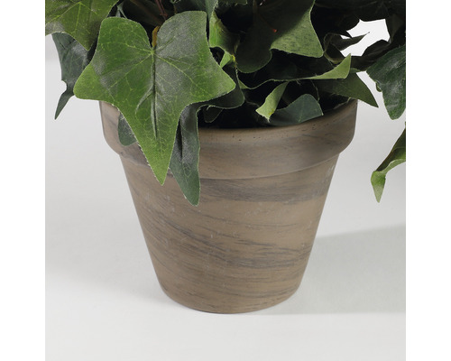 Klimop in een pot