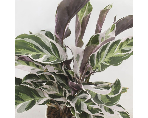 Calathea kamerplant met bladeren met patroon