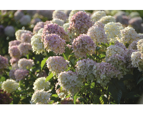 Close-up van een hortensiastruik met witte en roze bloemen