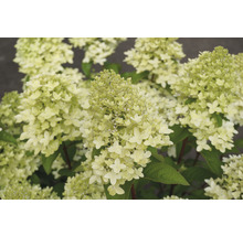 Hortensia Hydrangea paniculata 'Magical Candle' ® potmaat Ø 23 cm H 50-60 cm