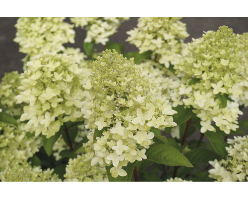 Close-up van een pluimhortensia met bloemhoofden