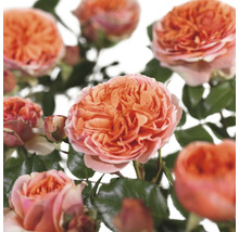 Close-up van open rozenbloemen met groene bladeren