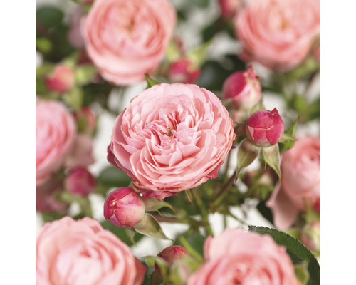 FLORASELF Stamroos Rosa 'Rose Meilove' potmaat Ø 24 cm H 100-120 cm